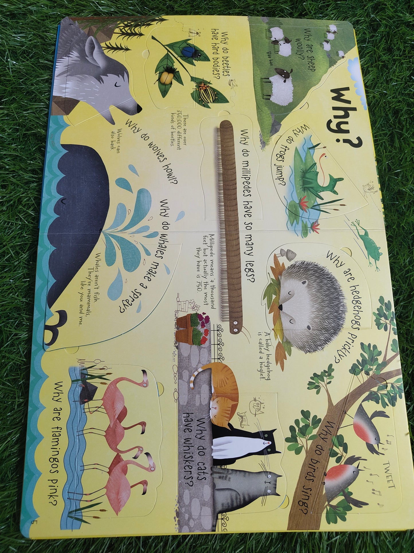 Lift-the-flap Questions and Answers about Animals (Published by Usborne)